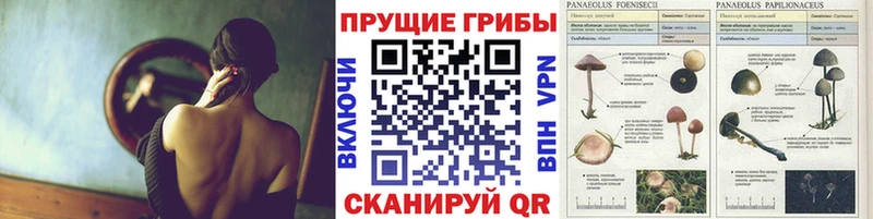 Псилоцибиновые грибы мухоморы  hydra ССЫЛКА  Торжок 